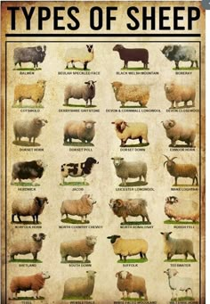 the types of sheep are shown in an old style poster, with different colors and sizes