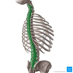 an image of the back of a skeleton with green lines on it's ribs