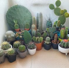 many different kinds of cactus in pots on the floor next to a wall with white walls