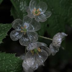 some water droplets are on the leaves of a plant