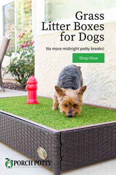 a small dog standing on top of a grass covered box with the words grass litter boxes for dogs