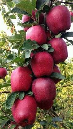 a bunch of red apples hanging from a tree