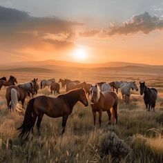 a herd of horses standing on top of a grass covered field under a cloudy sky