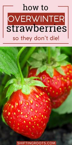 two strawberries with the title how to overwint strawberries so they don't die