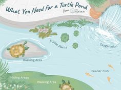 a turtle pond with several different types of turtles swimming in it and the words, what you need for a turtle pond