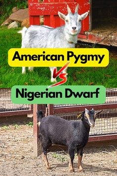 African Pygmy Goats, Miniature Nubian Goats, American Pygmy Goat, Goat And Chicken Pen Ideas, Pygmy Goat Pen Ideas, Goat Symbolism, Nigerian Pygmy Goats, Pygmy Goat Pen, Goats Homestead