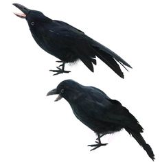 two black crows standing next to each other