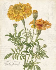 three yellow flowers in a vase on a table