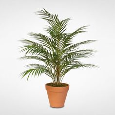 a potted plant with green leaves on a white background, in the shape of a palm tree