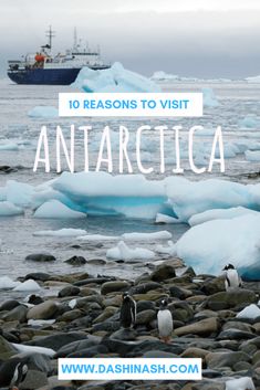 penguins and penguins on rocks with text overlay reading 10 reasons to visit antartica