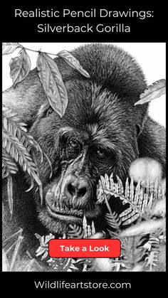 25 Realistic Animal Pencil Drawings: Simply Stunning Gorillas Art, Gorilla Tattoo, Silverback Gorilla, Mountain Gorilla, White Drawing