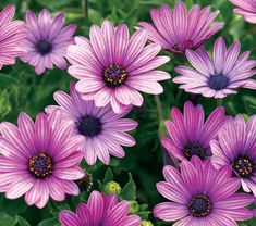 purple flowers with green leaves in the background