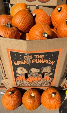 there are many pumpkins in the bag