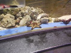 a starfish in an aquarium with rocks and other marine life around it's edges