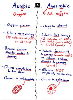 Biology Tips, Microbiology Study, Anaerobic Respiration, Learn Biology, Human Biology, Study Biology, Cellular Respiration