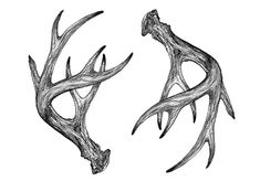 two deer antlers are shown in this black and white drawing, one is facing each other