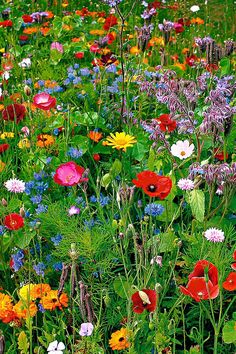 a field full of colorful wildflowers and other flowers