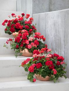 several potted flowers sitting on the steps in front of a wooden wall with instagram