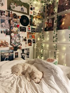 a white dog laying on top of a bed covered in blankets and pillows next to a wall full of pictures