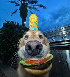 a dog with a hamburger in his mouth