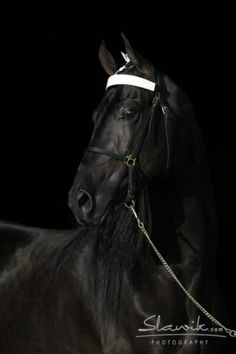 a black horse with a white bridle on it's head standing in the dark