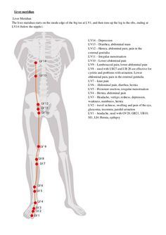 Liver Meridian, Meridian Acupuncture, Acupuncture Points Chart, Polarity Therapy, Ear Reflexology, Full Body Massage Techniques, Pressure Point Therapy, Body Massage Techniques, Basic Anatomy And Physiology