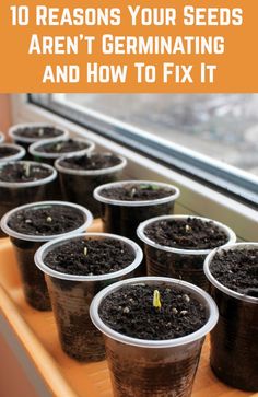 seedlings in plastic cups with text overlay that reads 10 reasons your seeds aren't germining and how to fix it