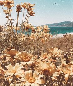 some yellow flowers are in the grass by the beach and water with birds flying overhead