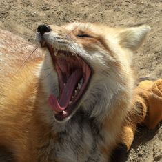 an orange fox yawns with its mouth open and teeth wide open on the ground