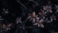 small purple flowers are growing in the dark