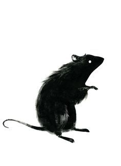 a black rat sitting on its hind legs and looking up at something in the air