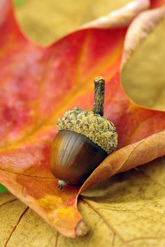 an acorn sits on top of a leaf