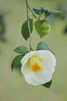 a white flower with yellow stamen in the center and green leaves around it on a branch