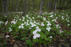 several white flowers in the middle of a forest with leaves on the ground and trees behind them