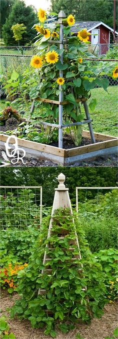 a garden with sunflowers growing in it and an old ladder to the side