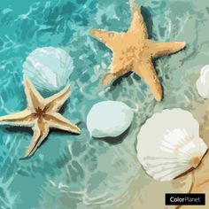 three starfishs and two seashells on the sand in the ocean water