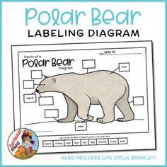 a polar bear labelling diagram with the words polar bear on it and an image of a