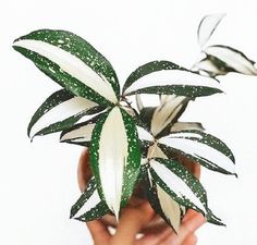 a hand holding a plant with white and green leaves