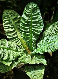 a large green leafy plant in a pot