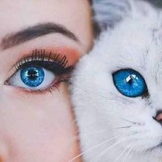 Cat eyes girl eyes blue eyes white cat beautiful cat adorable cat Eyeliner Photography, Blue Cat, Cat Eyes, White Cat, Persian, Eyeliner, Eye Makeup, Twitter