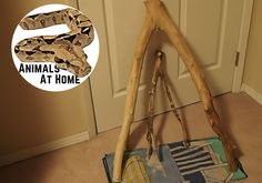 a large snake is on the floor next to a wooden teepee with an animal at home sign above it