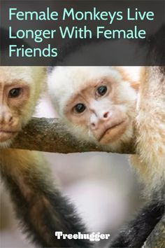 two monkeys sitting on top of a tree branch with the caption female monkeys live longer with female friends