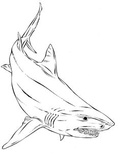 a black and white drawing of a shark