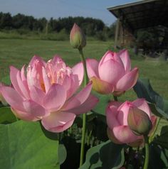 three pink flowers blooming in the middle of a field with green leaves and a barn in the background