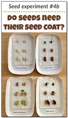 seed experiment 4b do seeds need their seed coat?