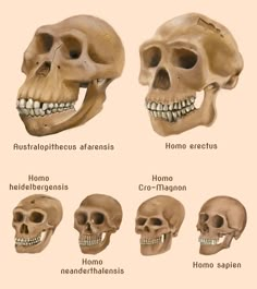 the different types of human skulls are shown