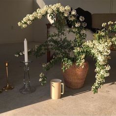 a potted plant sitting on the ground next to a candle and some other items