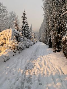 a snow covered road surrounded by trees and bushes