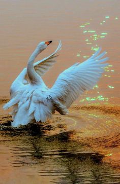 a swan flaps its wings in the water