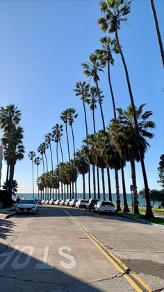 palm trees line the street in front of the ocean